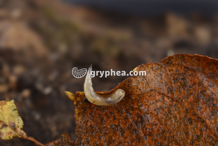 Mouche - Larve (asticot) - gryphea.com